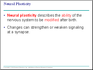 Neural Plasticity