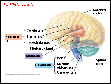 Human Brain