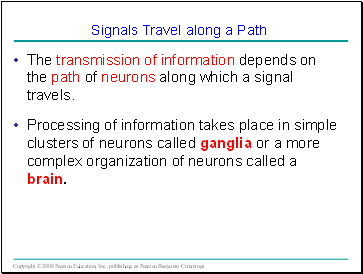 The transmission of information depends on the path of neurons along which a signal travels.