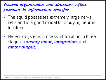 Neuron organization and structure reflect function in information transfer