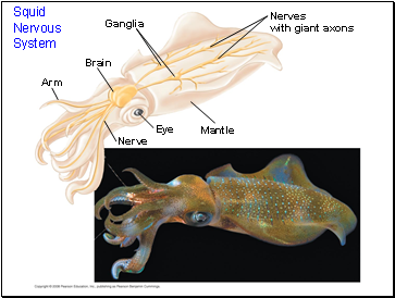 Squid Nervous System