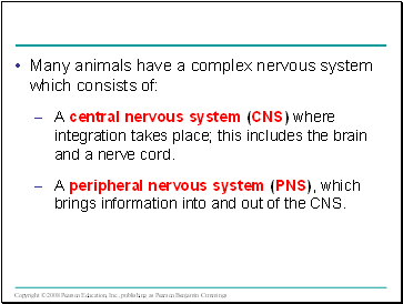 Many animals have a complex nervous system which consists of: