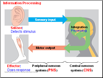 Information Processing