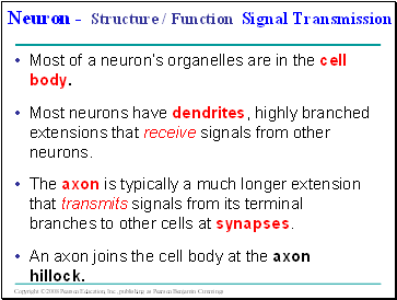 Neuron - Structure / Function Signal Transmission
