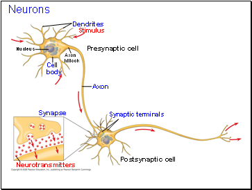 Neurons