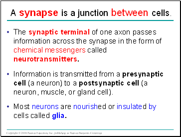 A synapse is a junction between cells.