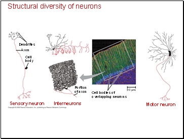 Structural diversity of neurons