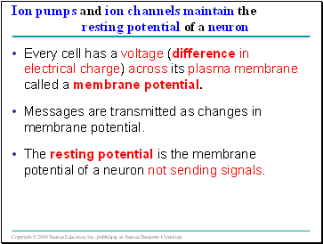 Ion pumps and ion channels maintain the resting potential of a neuron