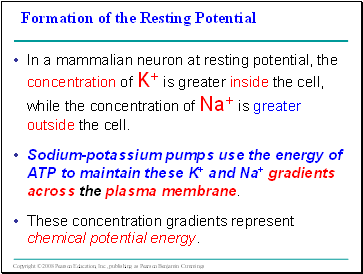 Formation of the Resting Potential