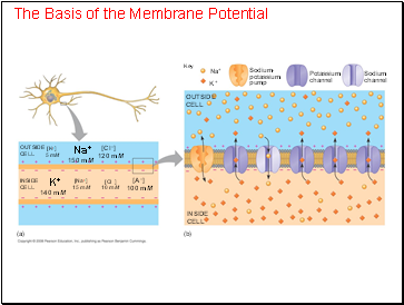 The Basis of the Membrane Potential