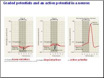 Graded potentials and an action potential in a neuron