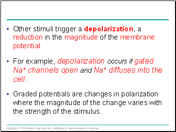 Other stimuli trigger a depolarization, a reduction in the magnitude of the membrane potential.