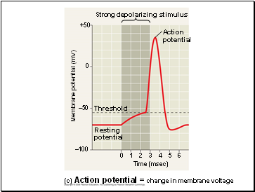 Strong depolarizing stimulus