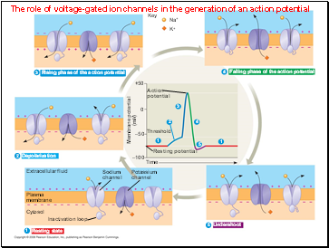 The role of voltage-gated ion channels in the generation of an action potential