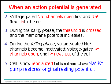 When an action potential is generated