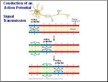 Conduction of an