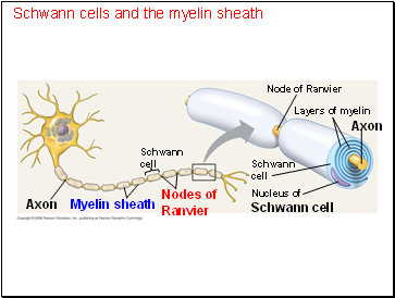 Schwann cells and the myelin sheath