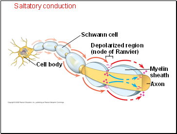 Saltatory conduction