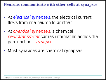 Neurons communicate with other cells at synapses