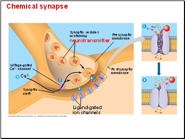 Chemical synapse