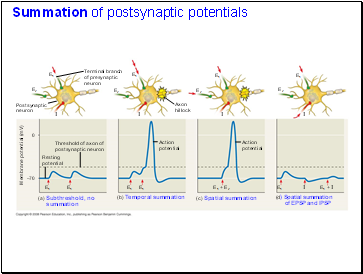 Summation of postsynaptic potentials