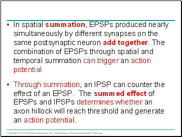 In spatial summation, EPSPs produced nearly simultaneously by different synapses on the same postsynaptic neuron add together. The combination of EPSPs through spatial and temporal summation can trigger an action potential.