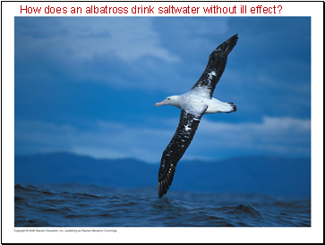 How does an albatross drink saltwater without ill effect?