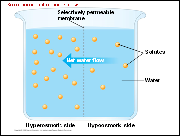 Solute concentration and osmosis