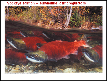 Sockeye salmon = euryhaline osmoregulators