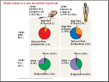 Water balance in two terrestrial mammals