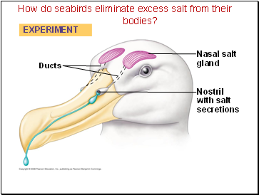 How do seabirds eliminate excess salt from their bodies?