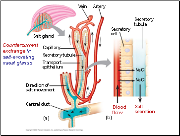 Countercurrent exchange in salt-excreting nasal glands