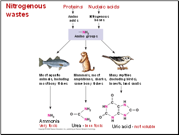 Nitrogenous wastes