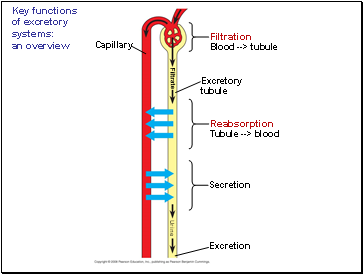 Key functions of excretory systems: an overview