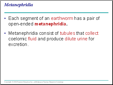 Metanephridia