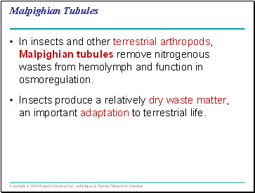 Malpighian Tubules