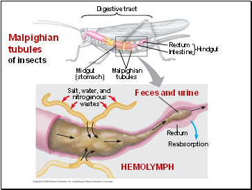 Malpighian tubules of insects