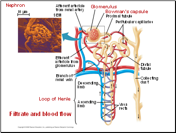 Nephron