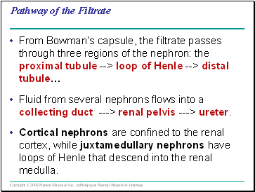 Pathway of the Filtrate