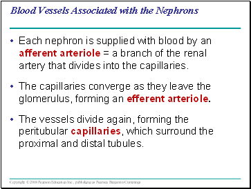 Blood Vessels Associated with the Nephrons