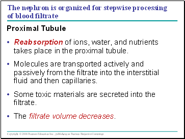 The nephron is organized for stepwise processing of blood filtrate