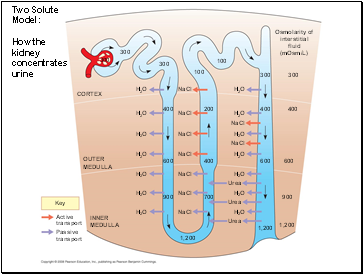 Two Solute Model: How the kidney concentrates urine