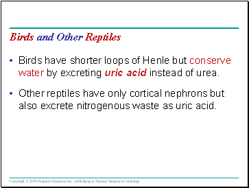 Birds and Other Reptiles