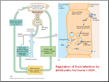 Regulation of fluid retention by antidiuretic hormone = ADH