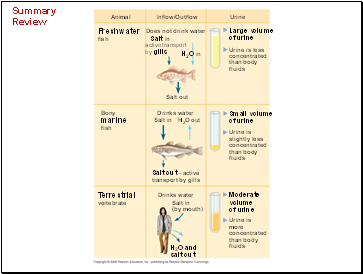 Summary Review