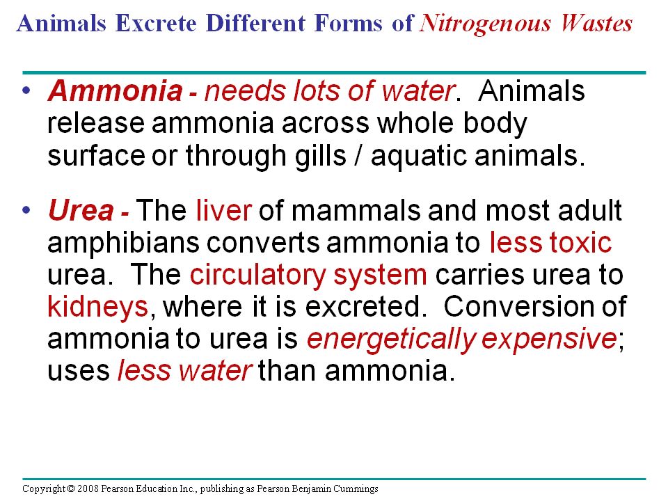 three types of nitrogenous waste