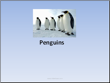 Penguins