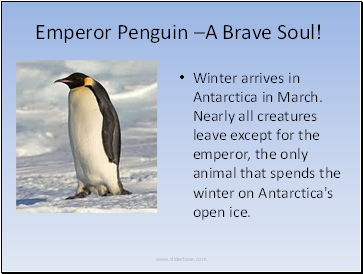 Emperor Penguin –A Brave Soul!
