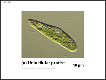 Fig. 10-2c