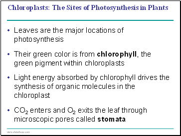 Chloroplasts: The Sites of Photosynthesis in Plants
